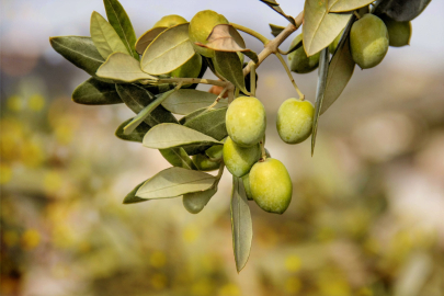 Didim'de Zeytin Ağacı Yetiştiriciliği ve Budama Kursu başladı