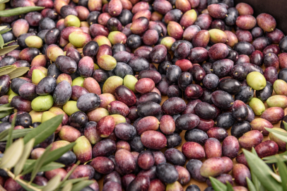 Zeytinin başkenti Manisa’da zeytin hasadı tamamlandı