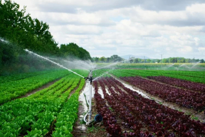 Approaching the end of irrigation in Sakalıkesik Plain