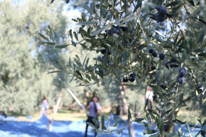 Mudanya’dan bu yıl 4 bin 500 ton zeytin çıktı