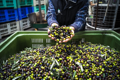 Büyükşehirin kazandırdığı tesisle 506 bin kilogram zeytin işledi