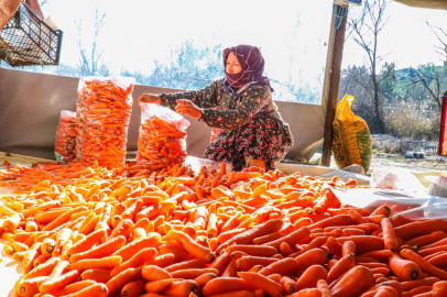 Denizli’nin Çakır havucunda hasat başladı