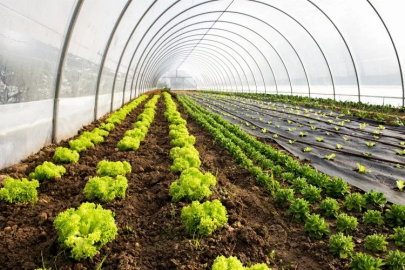 Geothermal-heated greenhouse production begins in February