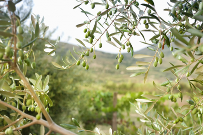 Menteşeli zeytin üreticileri bilgilendirildi