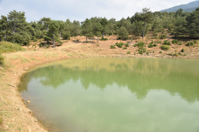 Sındırgı, kornişon ve domates üretiminde öncü konuma yükseldi