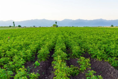 Chamber of Agriculture President Kenar: "There is no increase in potato prices"