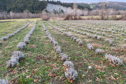 Sinop’ta yaklaşık 700 adet salep dikimi yapıldı