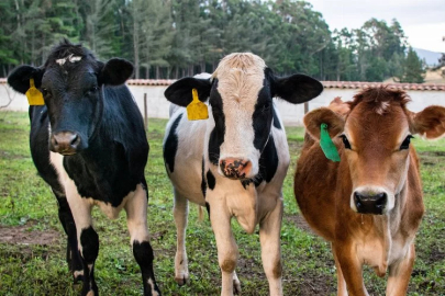 They produce 700 liters of milk daily at the state-supported facility