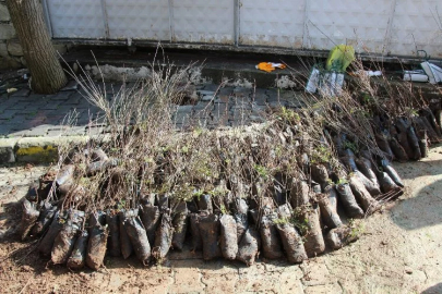 In Beşiri, 12,000 almond and pistachio saplings were given to farmers