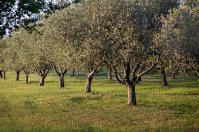 Foça'da zeytin ağaçlarında budama başladı