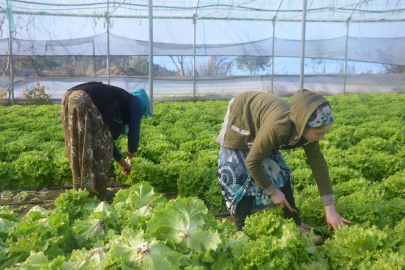 Bilecik’te 45 milyon adet marul hasadı yapılıyor