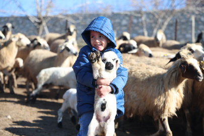 Elazığ'da koyun ve kuzuların coşkulu buluşması