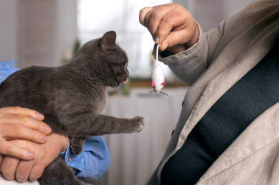 Kayıp kedi mikroçip sayesinde bulundu