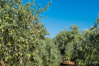 Denizli’de 14 ilçede 240 bin zeytin fidanı toprakla buluşacak