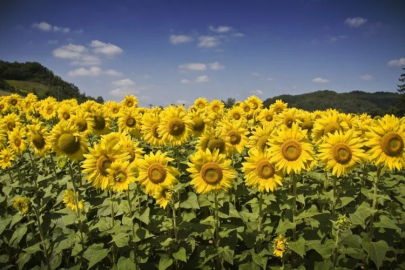 500 farmers in Osmaniye were distributed sunflower seeds