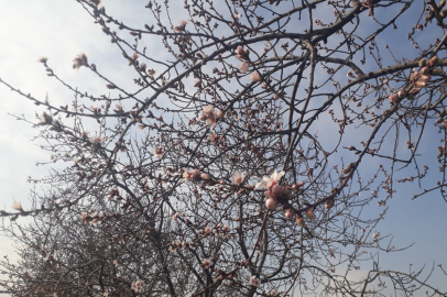 Konya’da badem ağaçları çiçek açtı