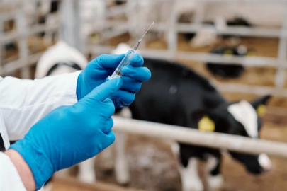 Animal farms in Koçarlı are under control