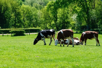 The number of cattle decreased by 2.6 percent