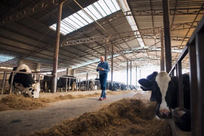 The animal farms in Koçarlı are under control