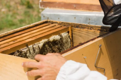 Kuşadası Municipality will provide material support to beekeepers