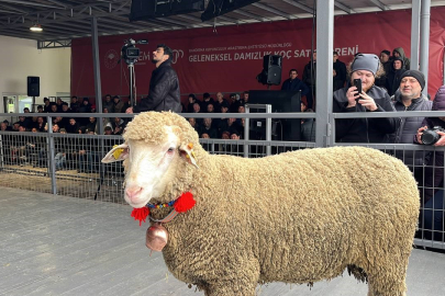 Merinos koçu 150 bin liradan satıldı