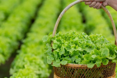 Agricultural production planning meeting held in Ağrı