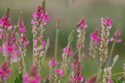 In the Hocalar district, 2 tons of clover seeds were distributed to 20 farmers