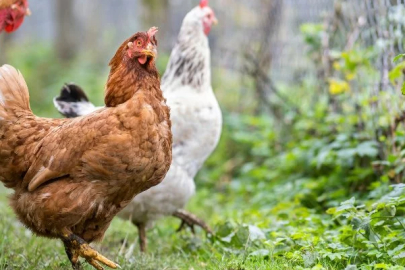 Chickens and roosters were distributed to villagers in Karaman