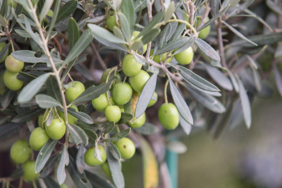 Sarıgöl'de zeytin budama eğitimi