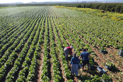 Tarımda üretici enflasyonu şubatta yüzde 58,29 oldu