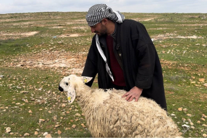 Koruma altına alınan Suruç koyunu tescilleniyor