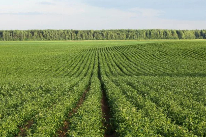 Potato planting has begun in Diyarbakır