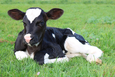 Modern techniques in livestock farming will reduce calf losses