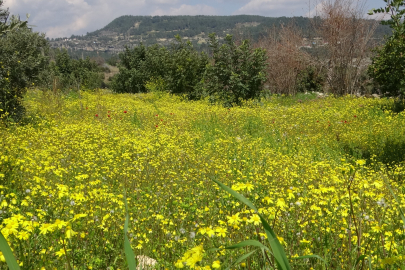 Yayla ve köyler baharla yeşile bürünerek renklendi