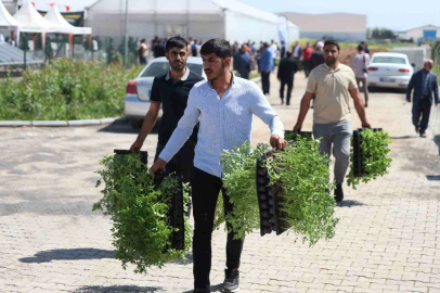 Şanlıurfa’da çiftçilere 2 milyon sebze fidesi dağıtıldı