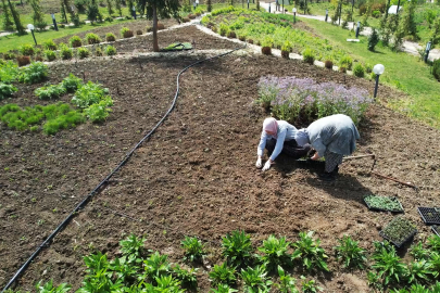 Altınova Tıbbi ve Aromatik Bitkiler Bahçesi’nde fide dikim zamanı