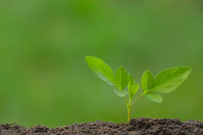 The weather has warmed up, it's time to plant the seedlings