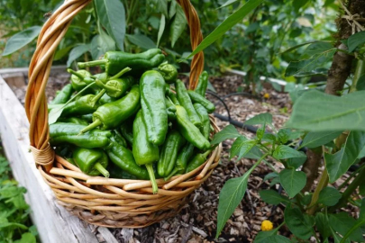 322,398 vegetable seedlings will meet the soil in Gümüşhane