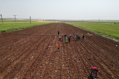 Zor şartlarda çalışan çiftçiler, 1 Mayıs’ta tarlalardaydı