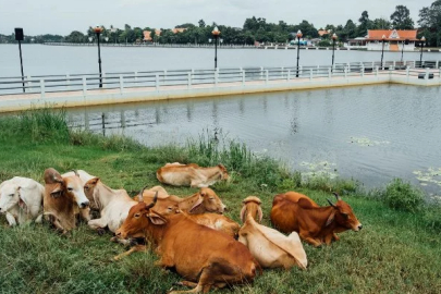 The ponds where animals are given water in Diyarbakır are being repaired