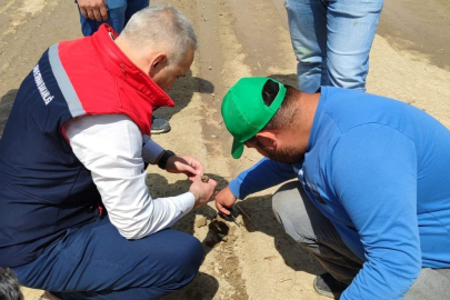 Doludan zarar gören tarım arazilerinde inceleme