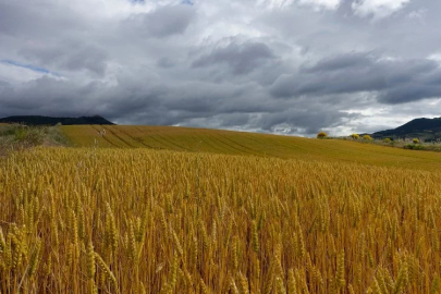 The downpour caused damage to agricultural fields in Osmaniye