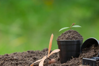 In Çamlıhemşin, 1,000 fruit saplings and 300 horse seeds were distributed