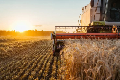 The wheat harvest pleased with its yield