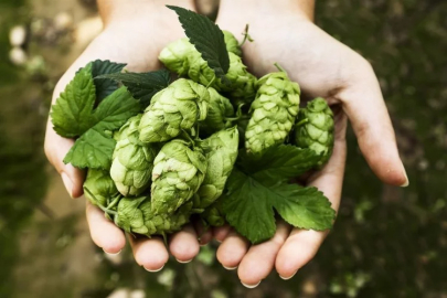 The prices of hops have been determined in Pazaryeri