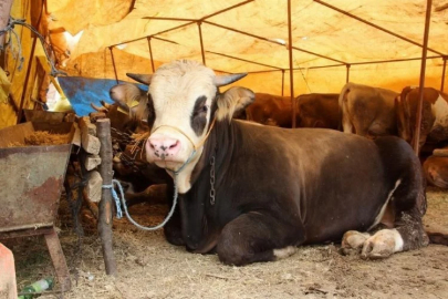 The prices of large cattle sacrificial animals have been announced in Malatya