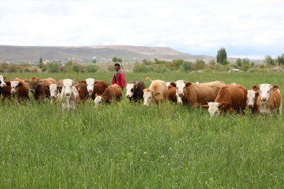 Büyükşehir'in mera vasfı kazandırdığı 600 dekar alan yeşile büründü