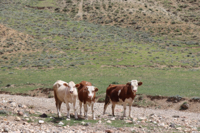 Erzurum’da kurban pazarında hareketlilik başladı