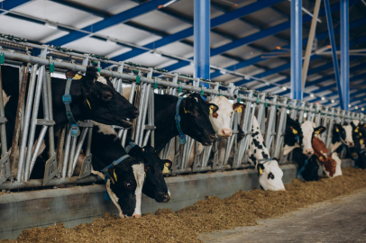 Günlük 40 ton süt toplanan merkez, bin 200 aileye ekmek kapısı oldu