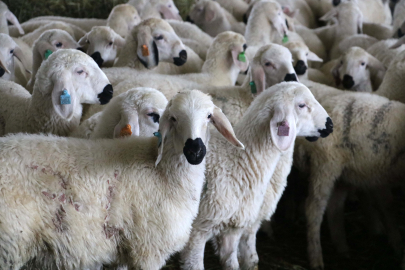 Yerli ‘Kangal akkaraman’ koyununda iyi bakım doğum oranını arttırdı